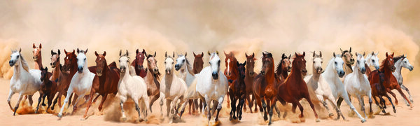Horses herd running in the sand storm