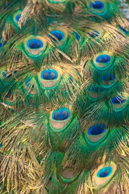 Tavus kuşu doku arka plan