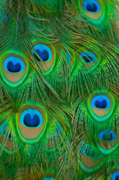 Pfau Textur Hintergrund — Stockfoto