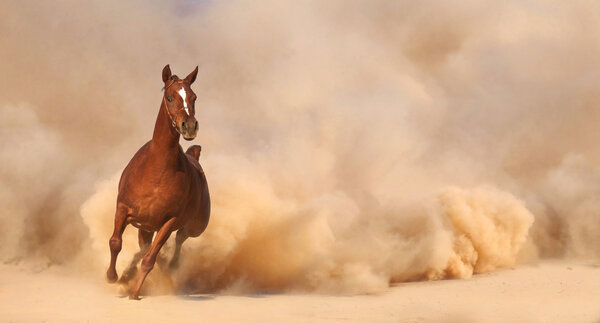 Purebred arabian horse running in desert