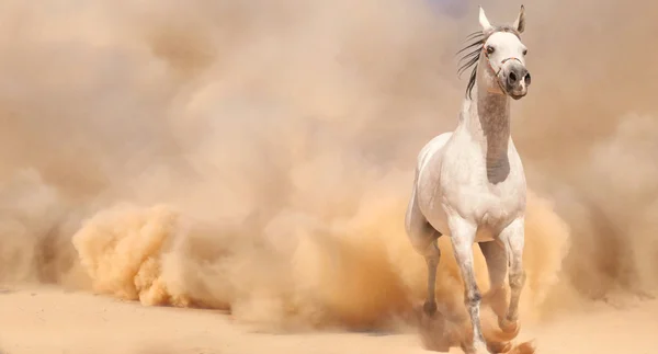 Cavallo arabo purosangue che corre nel deserto — Foto Stock