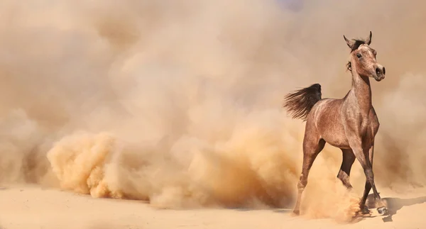 Caballo árabe de raza pura corriendo en el desierto —  Fotos de Stock