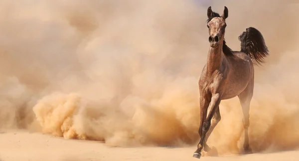 Cavalo árabe puro correndo no deserto — Fotografia de Stock