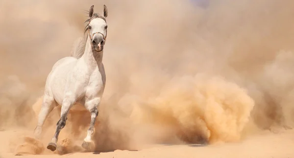 Reinrassiges arabisches Pferd läuft in der Wüste — Stockfoto