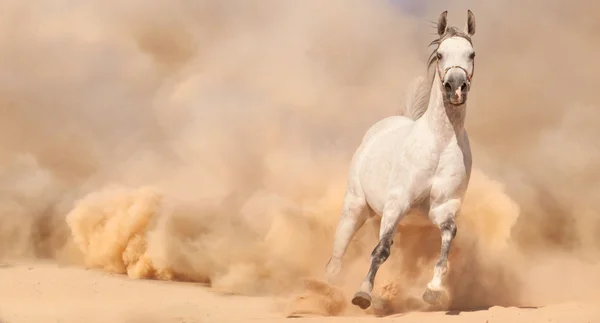Reinrassiges arabisches Pferd läuft in der Wüste — Stockfoto
