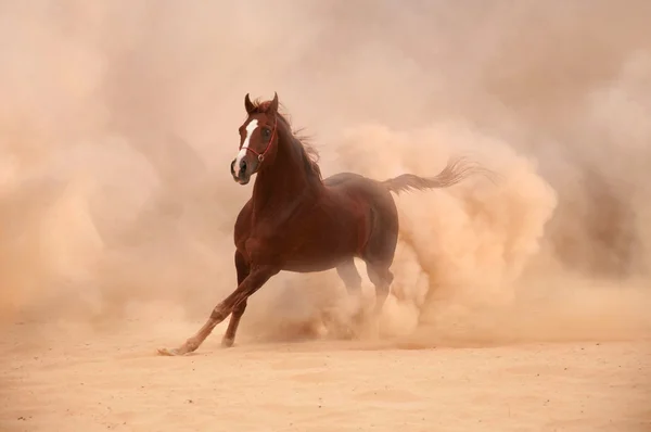 Reinrassiges arabisches Pferd läuft in der Wüste — Stockfoto