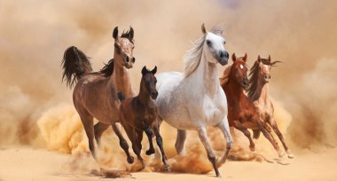 Horses in sand dust clipart
