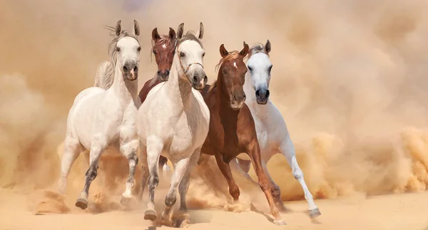 Horses in sand dust — Stock Photo, Image