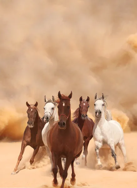 Koně v písku prachu — Stock fotografie