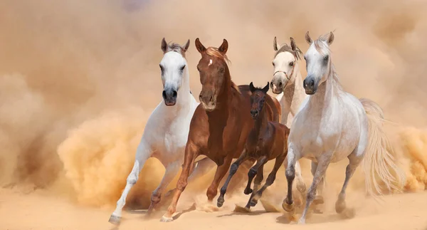 Cavalos em pó — Fotografia de Stock