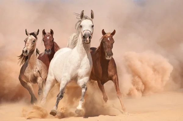 Pferde im Staub — Stockfoto