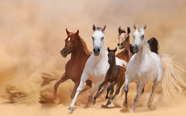 Paarden in stof — Stockfoto