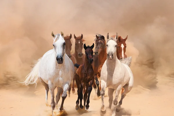 Horses in dust — Stock Photo, Image