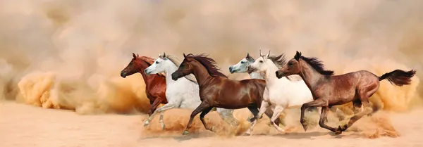 Herd gallops in the sand storm — Stock Photo, Image