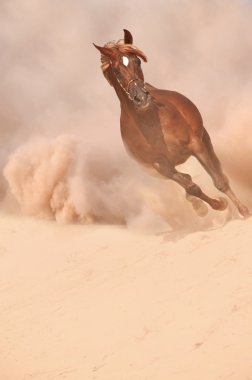 Arap atı çöl fırtınası dışında çalışan