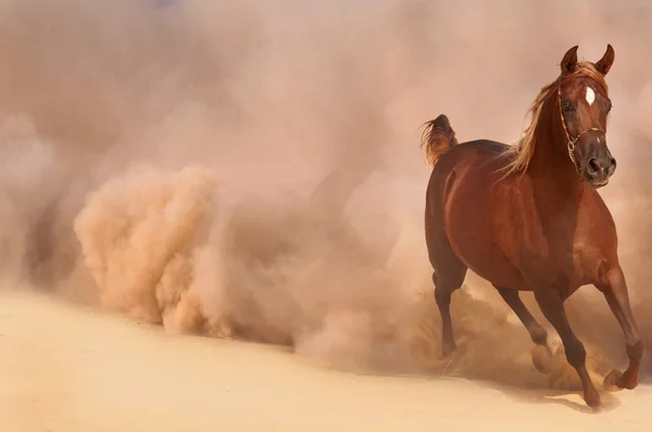 阿拉伯马运行沙漠风暴的威力 — 图库照片