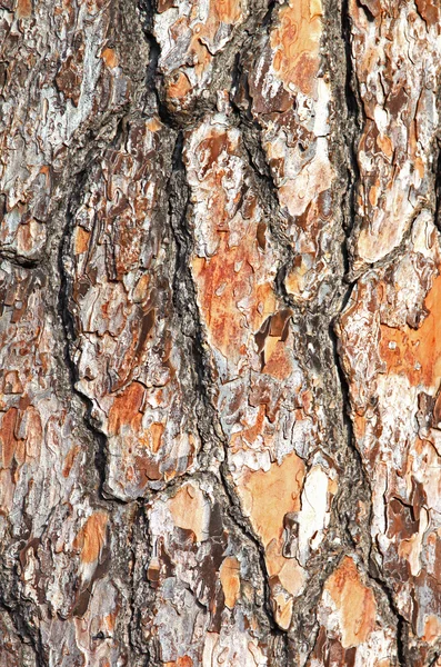 Corteza de árboles —  Fotos de Stock