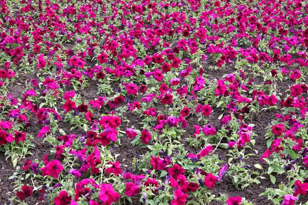 Petunia flower field — Stock Photo, Image