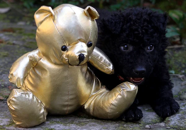 Puppy bear — Stock Photo, Image