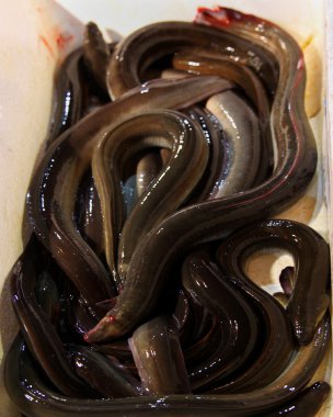 canlı yılan balığı