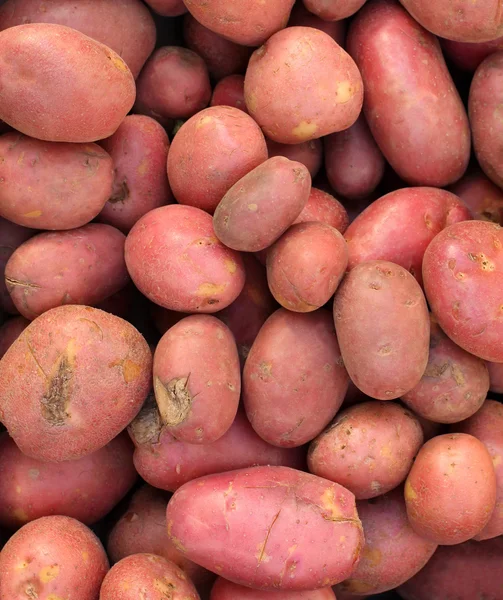 Röd potatis — Stockfoto