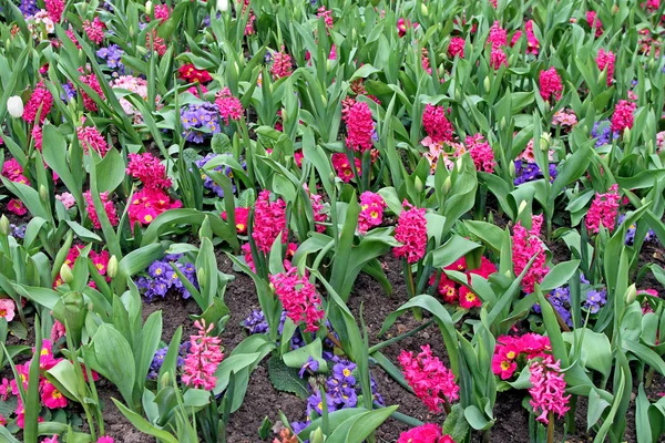 Hyacinth flowers — Stock Photo, Image