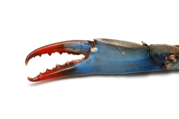 Blauwe krab klauw — Stockfoto