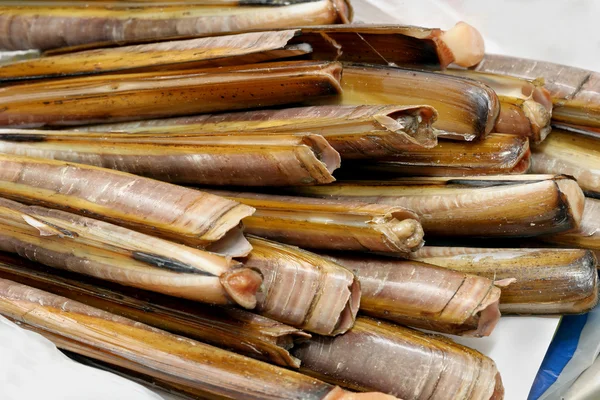 jilet istiridye