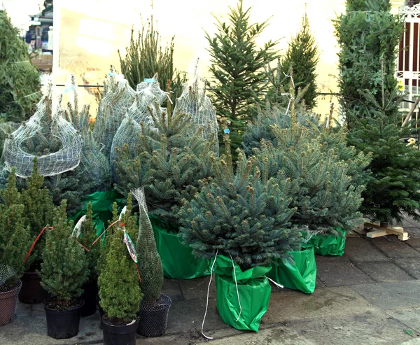 Weihnachtsbäume — Stockfoto