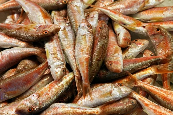 Fiskehaug – stockfoto