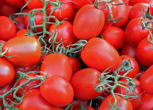 Tomato — Stock Photo, Image