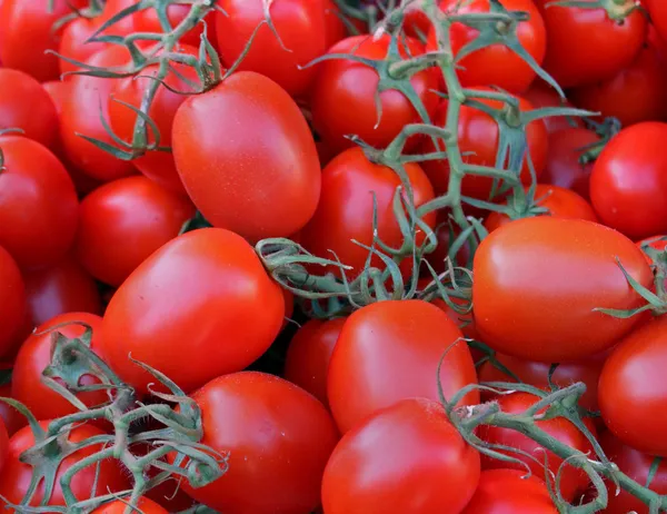 Plum tomatoes — Stock Photo, Image