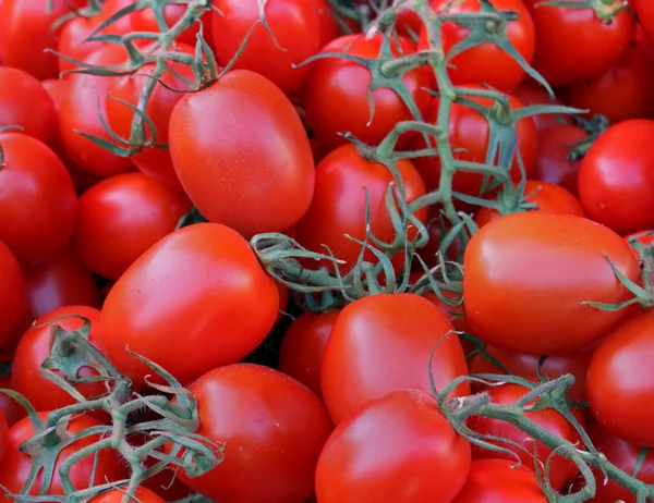 Tomates de ameixa — Fotografia de Stock