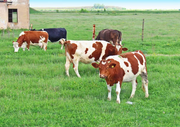 Binnenlandse koeien — Stockfoto