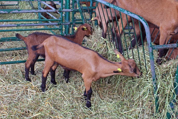 Małe kozy — Zdjęcie stockowe