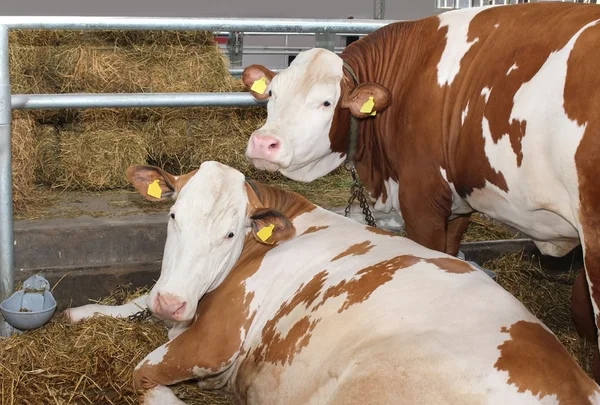 Barn cows