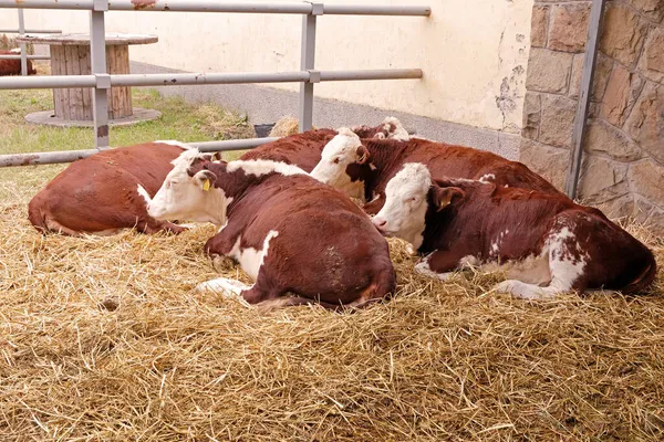 Vacas Que Deitam Feno Interior Indústria Agrícola Rural Estável — Fotografia de Stock