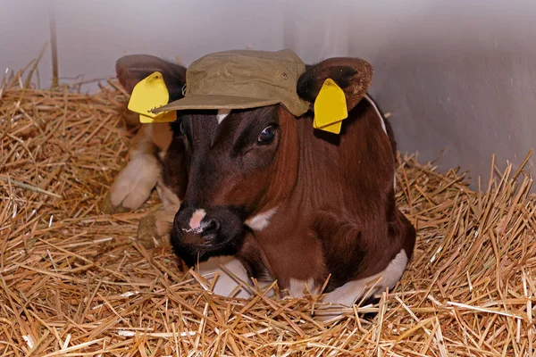 Vaca Jovem Sentada Feno Dentro Fazenda Com Acessório Chapéu Bonito — Fotografia de Stock