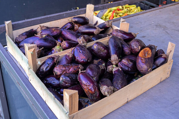 Aubergine vegetable in market crate gone bad and became rotten spoiled