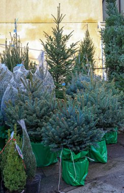 Yerel pazarda sokakta satılan gerçek Noel ağaçları.