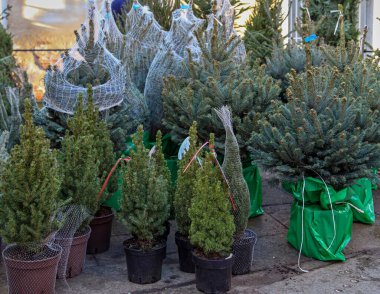 Dışarıda asfalt üzerinde yerel pazarda satılan gerçek Noel ağaçları.
