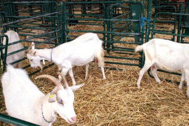Tarım çiftliğinde samanlıkta beyaz kürk keçileri