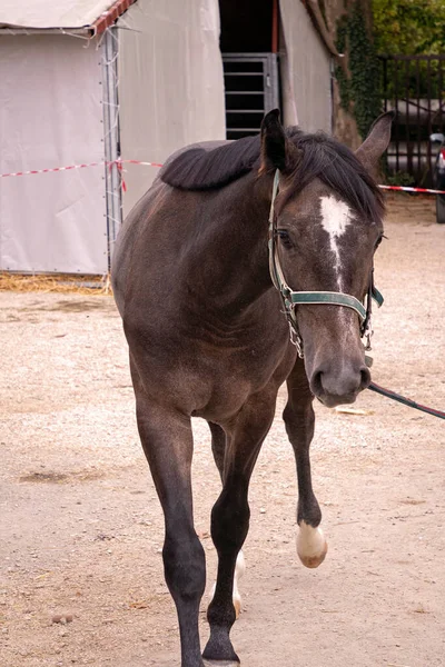 Jeune Cheval Course Devant Une Écurie — Photo