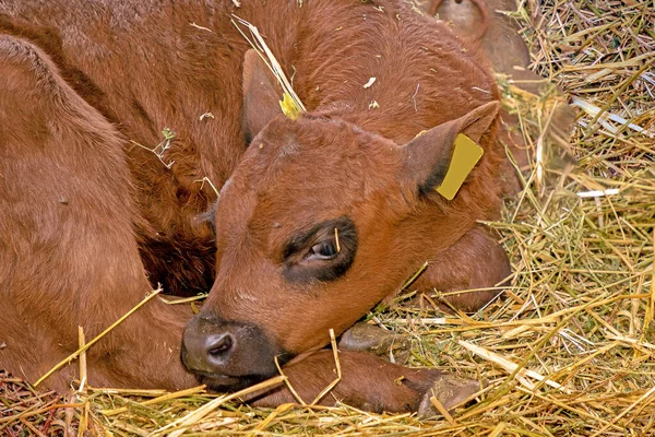 Pequeño Ternero Marrón Joven Pajar Dentro Del Recinto Granja — Foto de Stock