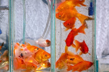 Evcil hayvan dükkanındaki akvaryumdaki altın balıklar