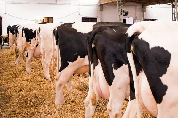 Vacas Domesticadas Que Põem Feno Dentro Fazenda Tiro Estável Das — Fotografia de Stock