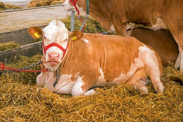 Vaca Joven Puesta Heno Granja Agrícola — Foto de Stock