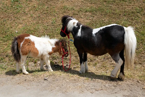 Twee Jonge Pony Paarden Buiten Het Platteland Groen Grasveld — Stockfoto