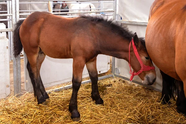 Jeune Cheval Brun Dans Écurie Ferme Debout Sur Foin — Photo