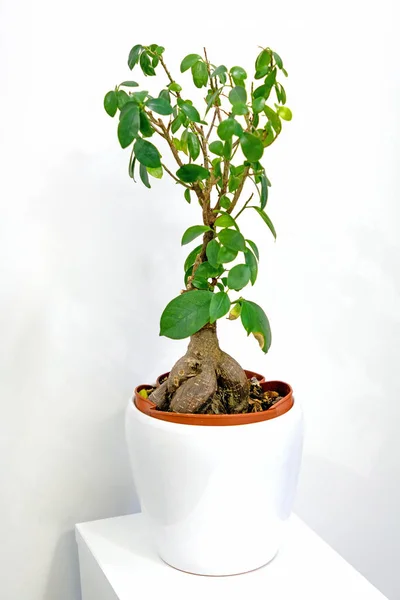 Green Plant White Ceramic Flowerpot Home Interior Shelf — Stock Photo, Image